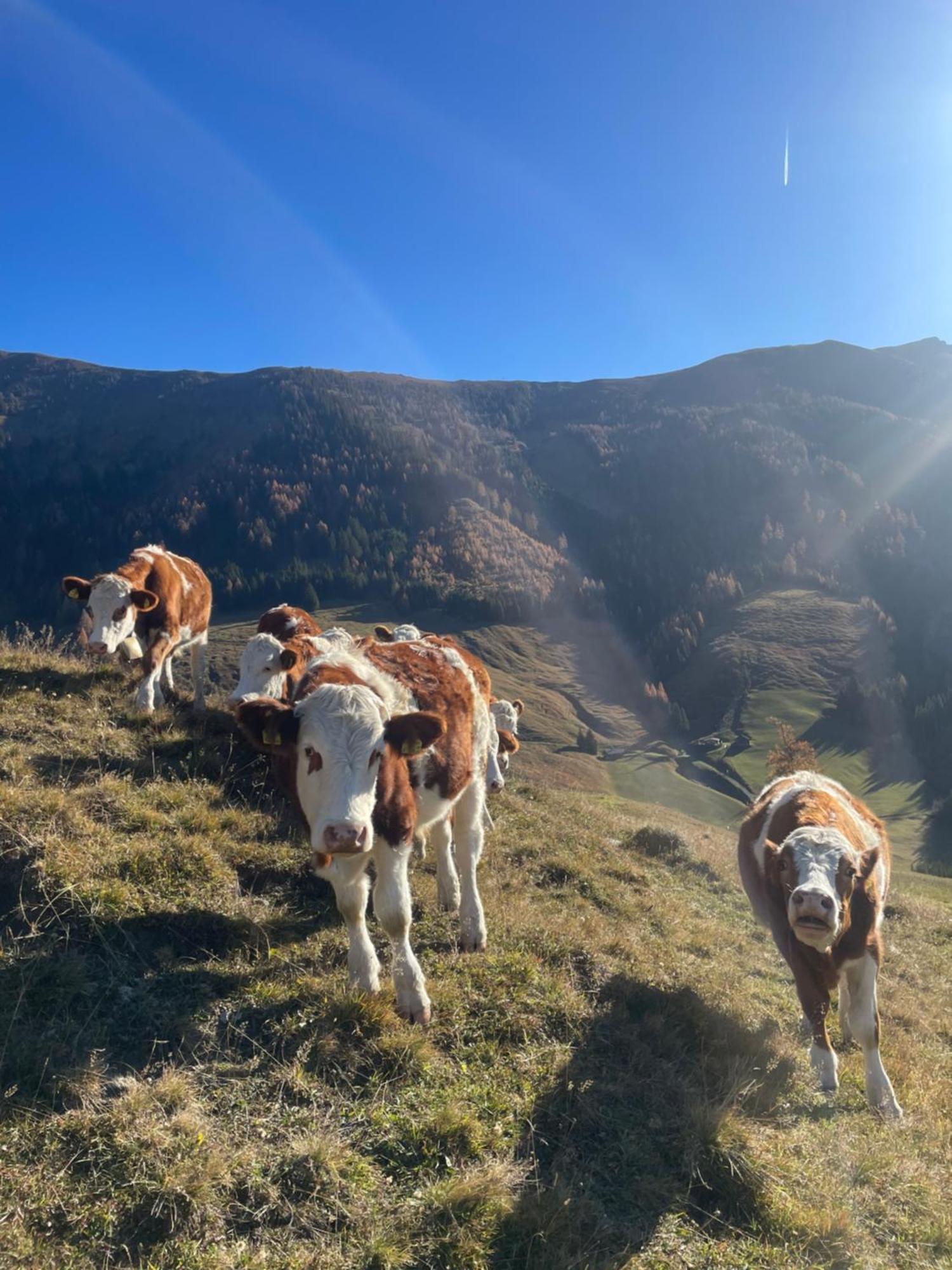 Alpengasthof Karalm Rauris Exteriér fotografie